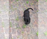 Small #3 Labrador Retriever