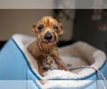 Small #5 Mutt