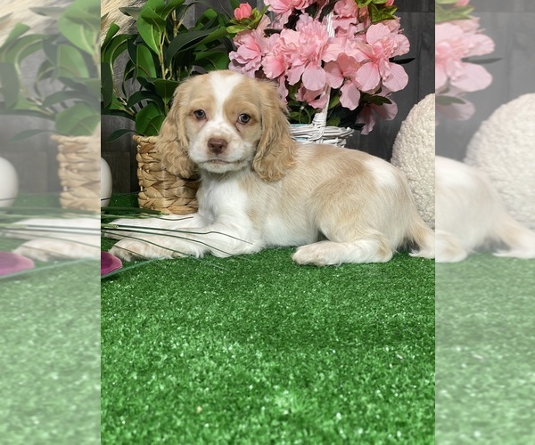Medium Photo #1 Cocker Spaniel Puppy For Sale in CANOGA, NY, USA