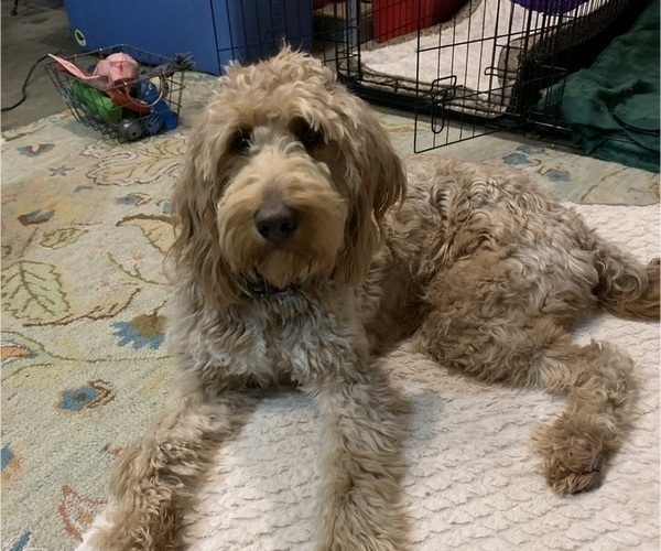 Medium Photo #1 Goldendoodle-Poodle (Standard) Mix Puppy For Sale in EVANSVILLE, IN, USA