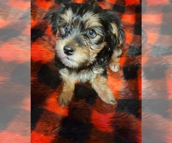Medium Photo #1 Yorkshire Terrier Puppy For Sale in HUDDLESTON, VA, USA