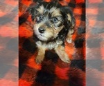 Small Photo #1 Yorkshire Terrier Puppy For Sale in HUDDLESTON, VA, USA