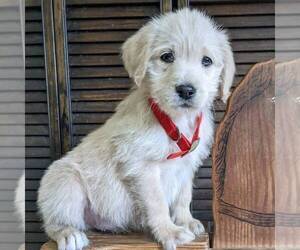 Labradoodle Puppy for sale in LINDEN, TN, USA