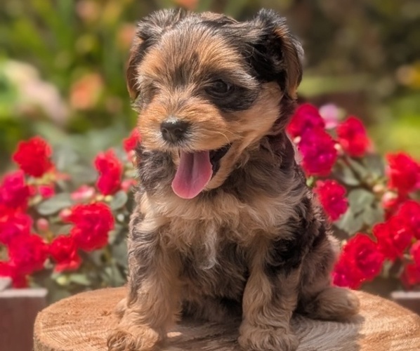 Medium Photo #22 Yorkipoo Puppy For Sale in GOSHEN, IN, USA
