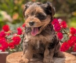 Small Photo #22 Yorkipoo Puppy For Sale in GOSHEN, IN, USA