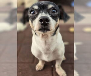 Chihuahua Dogs for adoption in Sandy, UT, USA