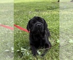 Small #4 Cocker-Pei