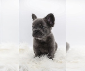 French Bulldog Puppy for Sale in GERMANTOWN, Maryland USA