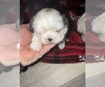 Small #4 Shih Tzu