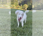 Small #3 Australian Shepherd Mix
