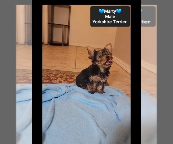 Medium Photo #3 Yorkshire Terrier Puppy For Sale in TUCSON, AZ, USA