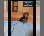 Small #2 Yorkshire Terrier