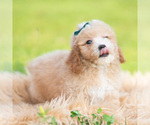 Small #5 Poodle (Miniature)