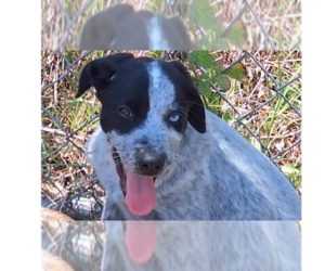 Mutt Dogs for adoption in Tampa, FL, USA