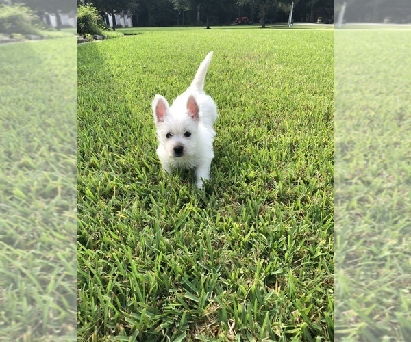 Medium Photo #3 West Highland White Terrier Puppy For Sale in CROSBY, TX, USA