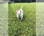 Small Photo #3 West Highland White Terrier Puppy For Sale in CROSBY, TX, USA