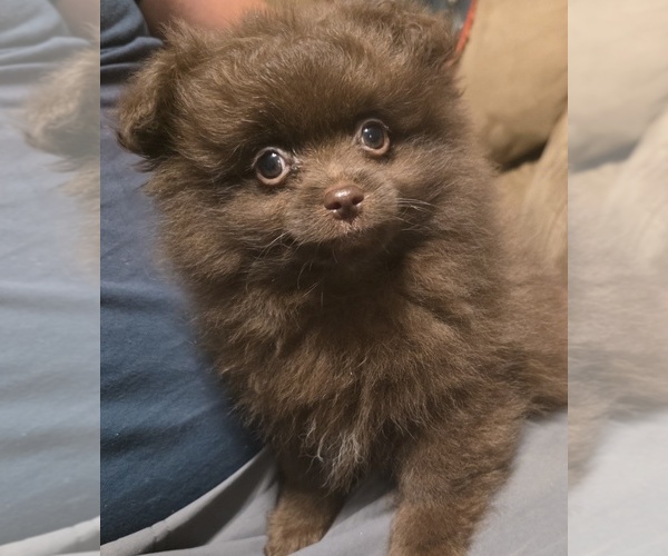 Medium Photo #1 Pomapoo (Standard) Puppy For Sale in BEDFORD, VA, USA