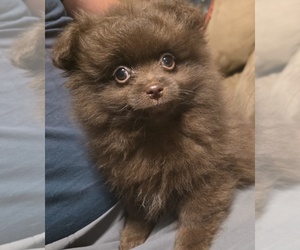 Pomapoo (Standard) Puppy for sale in BEDFORD, VA, USA