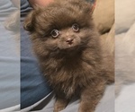 Small Pomapoo (Standard)