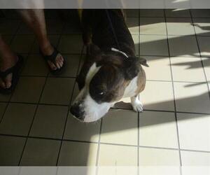 American Staffordshire Terrier Dogs for adoption in Ocala, FL, USA