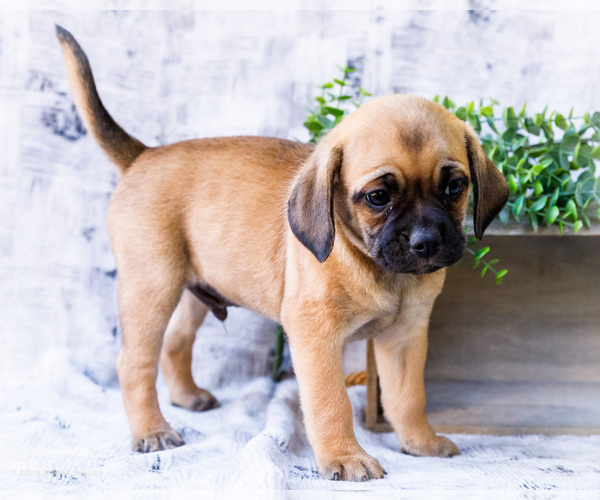 Medium Photo #49 Puggle Puppy For Sale in WAKARUSA, IN, USA