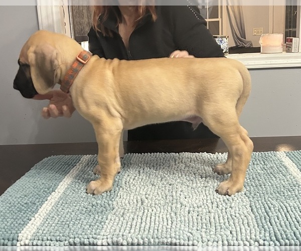 Medium Photo #5 Great Dane Puppy For Sale in LINCOLNTON, NC, USA