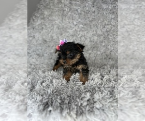 Yorkshire Terrier Puppy for sale in INDIANAPOLIS, IN, USA