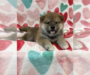 Shiba Inu Puppy for sale in PHILLIPSBURG, NJ, USA