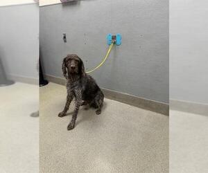 German Wirehaired Pointer-Unknown Mix Dogs for adoption in Las Vegas, NV, USA
