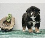 Small Photo #1 Pomsky-Siberian Husky Mix Puppy For Sale in NAPPANEE, IN, USA