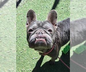 French Bulldog Dogs for adoption in Woodland, CA, USA