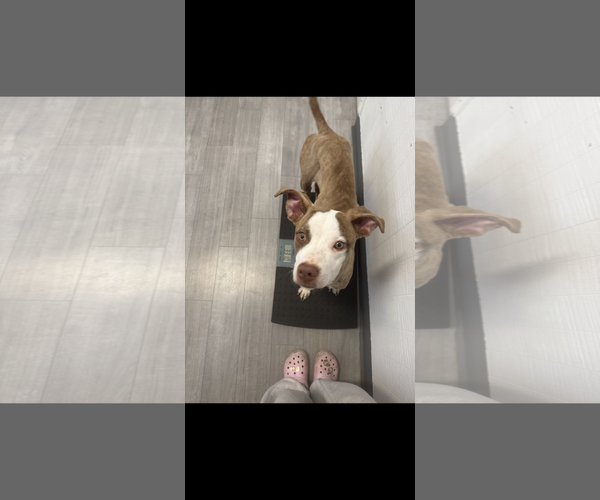 Medium Photo #2 American Staffordshire Terrier-Unknown Mix Puppy For Sale in Woodland, CA, USA