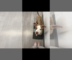 Canel - Female American Staffordshire Terrier-Unknown Mix Dog for Adoption - Photo #2