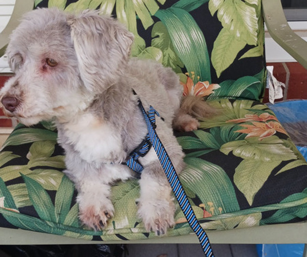 Medium Photo #1 Havanese Puppy For Sale in WINSTON SALEM, NC, USA