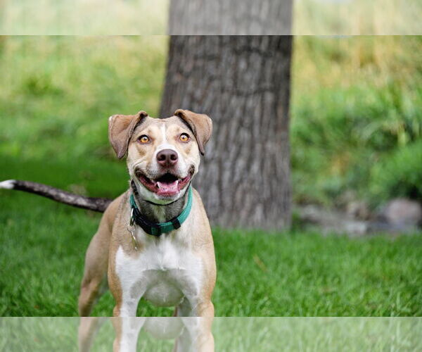 Medium Photo #2 Mutt Puppy For Sale in Sandy, UT, USA