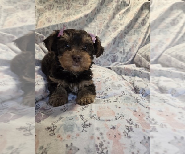 Medium Photo #2 Yorkshire Terrier Puppy For Sale in RHOADESVILLE, VA, USA