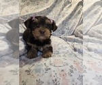 Small #1 Yorkshire Terrier