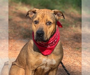 Mutt Dogs for adoption in Shillington, PA, USA