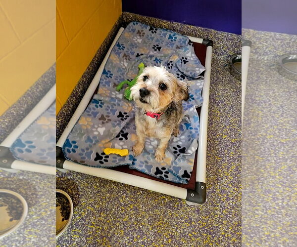 Medium Photo #2 Mutt Puppy For Sale in Metairie, LA, USA