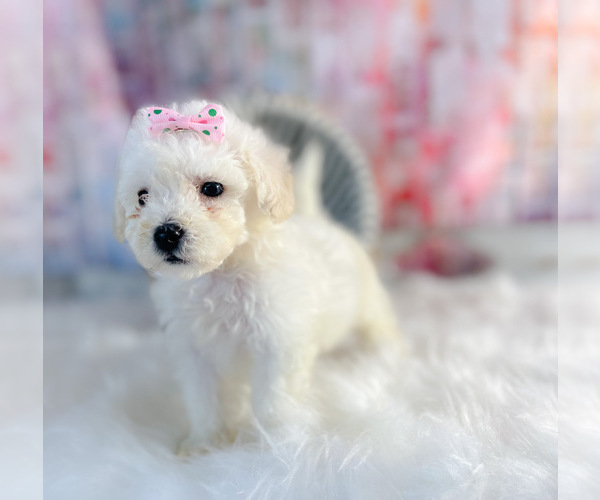 Medium Photo #1 Bichpoo Puppy For Sale in KINSTON, NC, USA