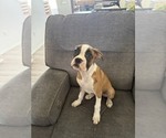 Small Photo #10 Boxer Puppy For Sale in KISSIMMEE, FL, USA