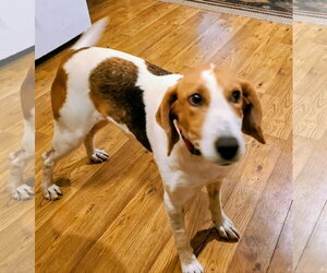 American Foxhound-Unknown Mix Dogs for adoption in Plainfield, IL, USA