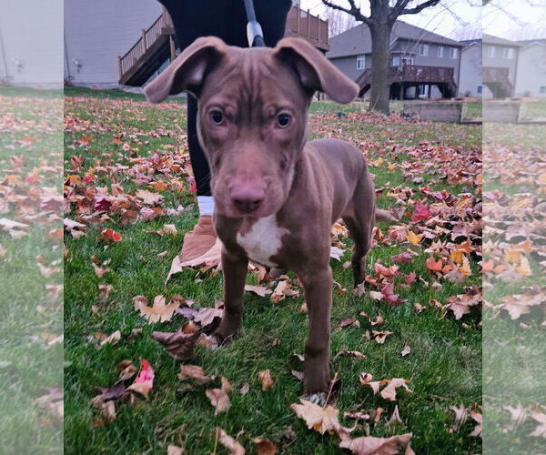 Medium Photo #6 Mutt Puppy For Sale in Brooklyn Center, MN, USA