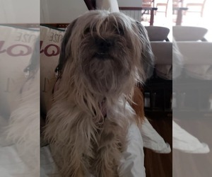 Chyna - Female Maltipoo (Miniature) Dog for Adoption - Photo #13