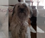 Small Photo #13 Maltipoo (Miniature) Puppy For Sale in Las Vegas, NV, USA