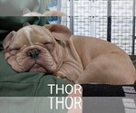 Small Photo #74 French Bulldog Puppy For Sale in MCKINLEYVILLE, CA, USA