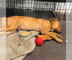Small #6 German Shepherd Dog Mix