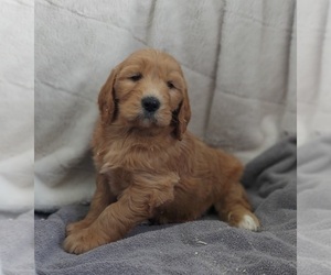 Goldendoodle Puppy for sale in FRYTOWN, IA, USA