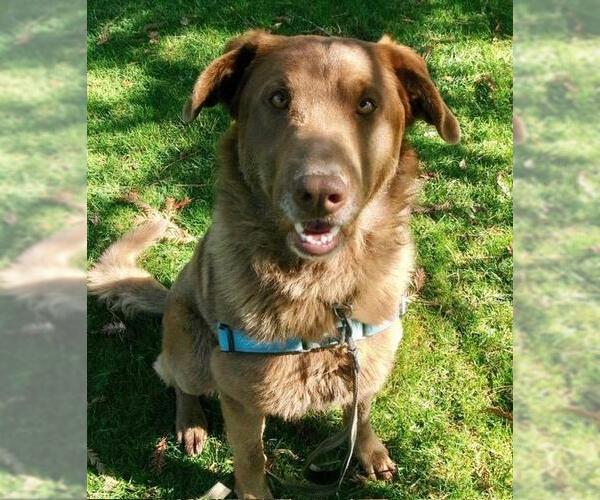 Medium Photo #1 Chesapeake Bay Retriever Puppy For Sale in Santa Barbara, CA, USA