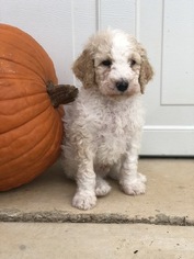 Goldendoodle-Poodle (Standard) Mix Puppy for sale in AZLE, TX, USA